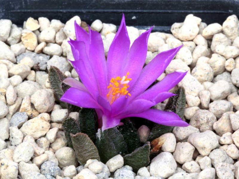 Ariocarpus scaphirostris 