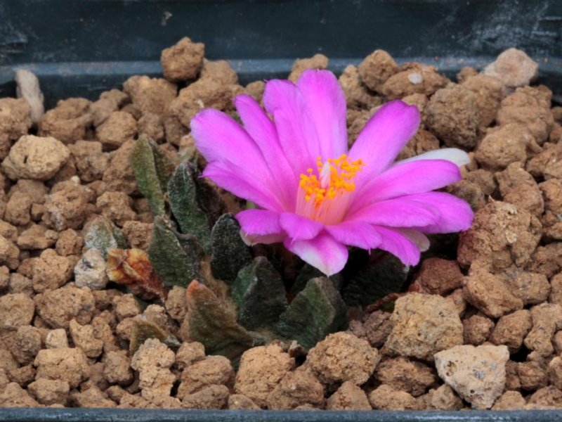 Ariocarpus scaphirostris 