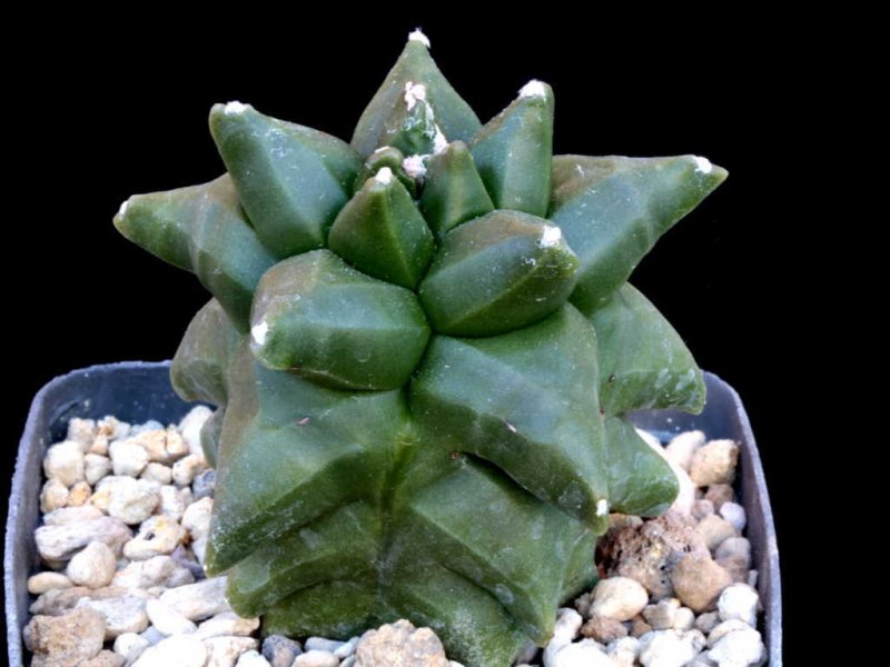 Astróphytum myriostigma 'kikko' nudum 
