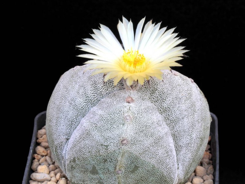 Astrophytum myriostigma f. tricostatum 