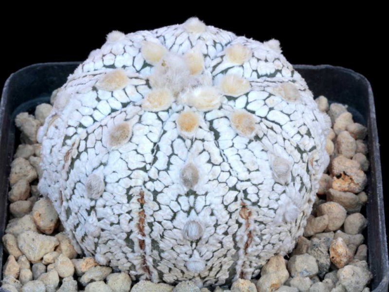astrophytum asterias 'super kabuto'
