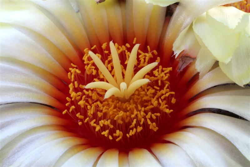 Astrophytum capricorne 