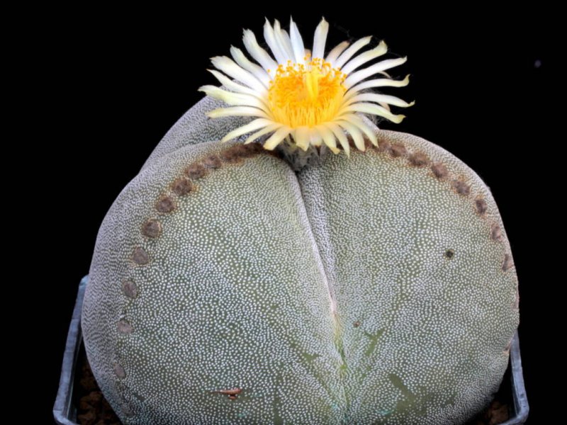 Astrophytum myriostigma f. tricostatum 