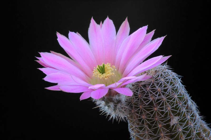 Echinocereus fobeanus ssp. metornii 