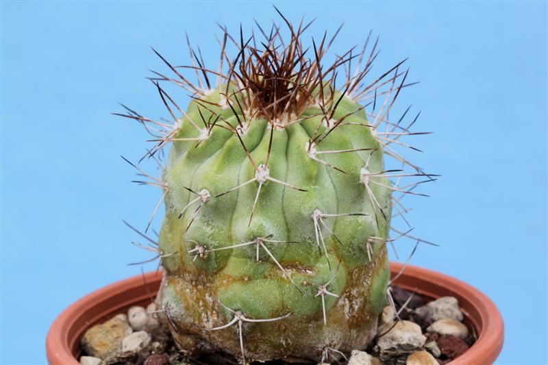 Copiapoa ahremephiana 