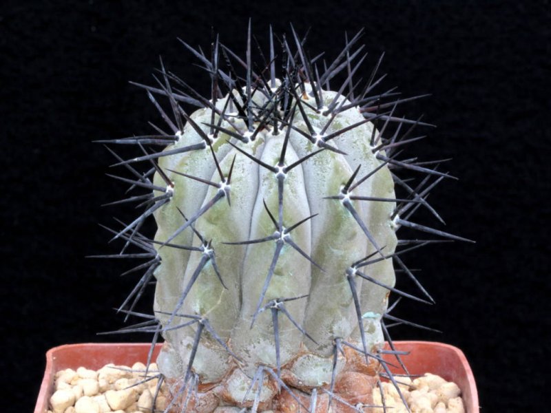 Copiapoa cinerea 