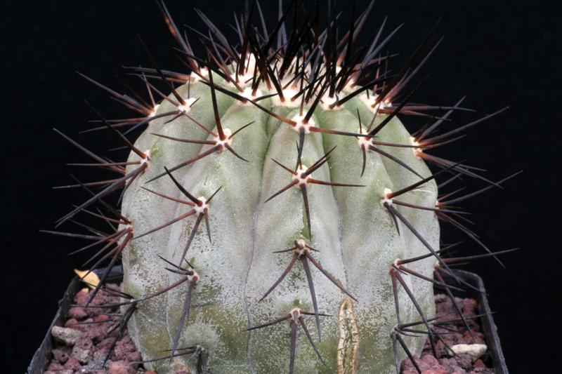 Copiapoa cinerea 