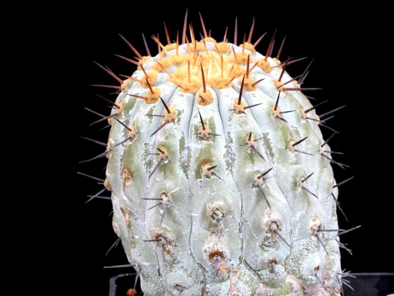 Copiapoa columna-alba 