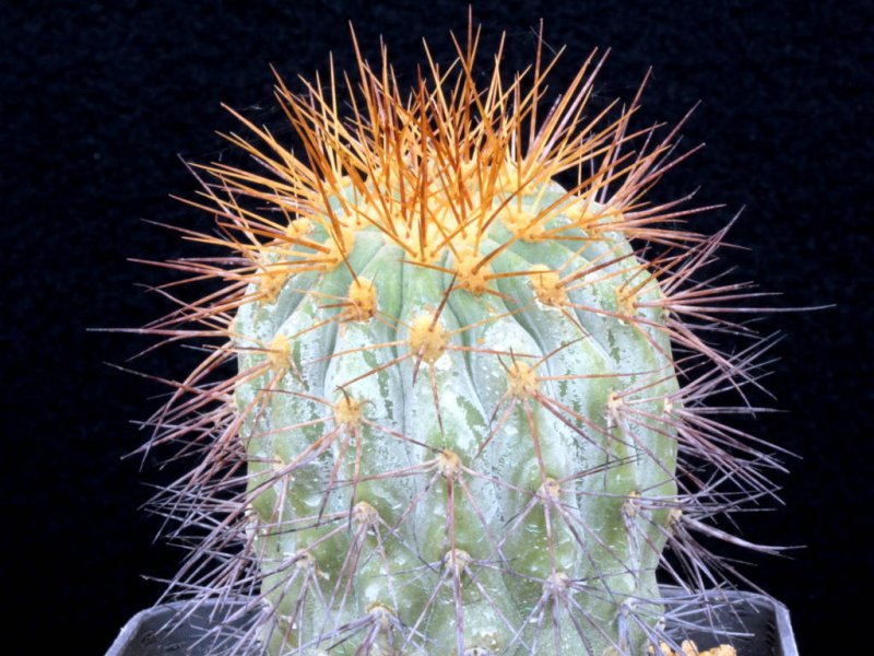 Copiapoa cinerea ssp. haseltoniana f. tenebrosa 