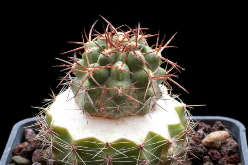 Copiapoa solaris 