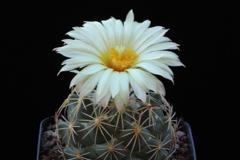 Coryphantha cornifera f. malitierrarum PAN 233