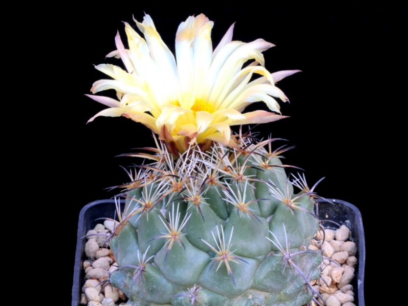 Coryphantha difficilis 