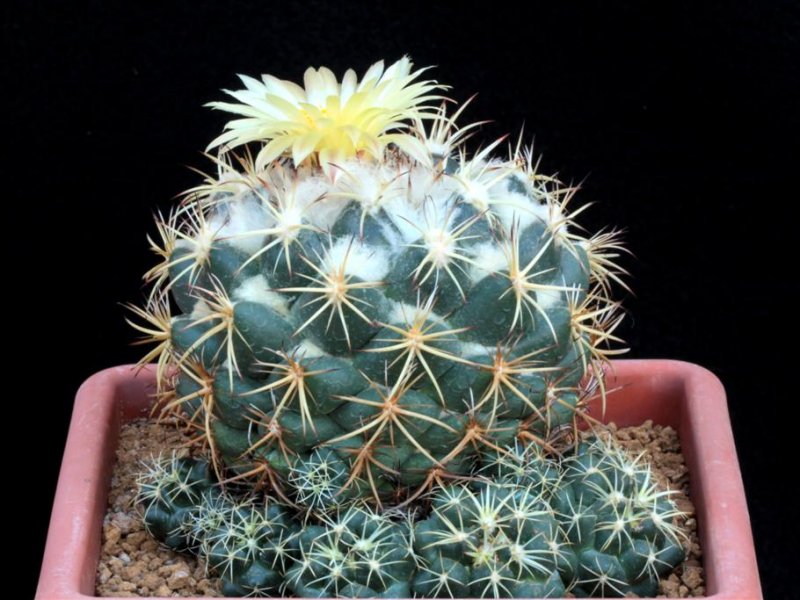 Coryphantha pycnacantha 