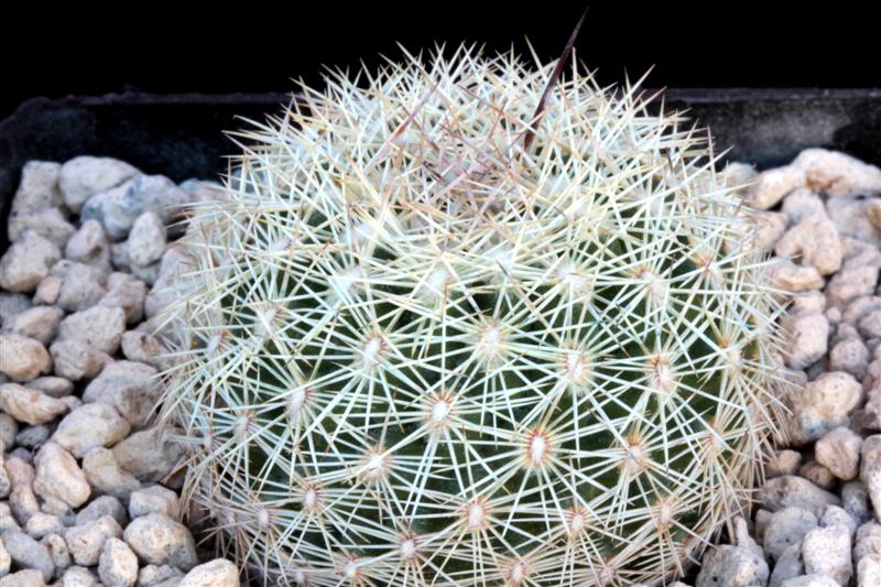 Coryphantha werdermannii ssp. unguispina 