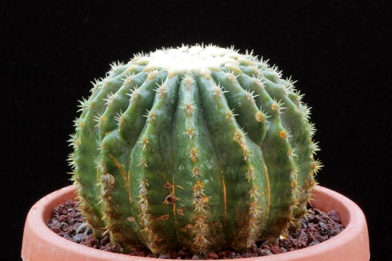 echinocactus grusonii v. inermis