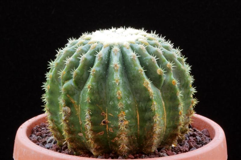 Echinocactus grusonii v. inermis 