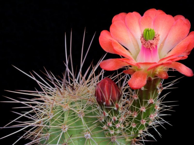 Echinocereus coccineus SB 850