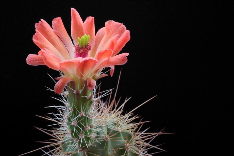 Echinocereus coccineus SB 850