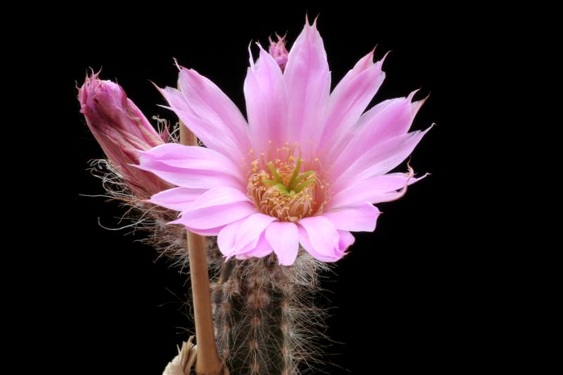 Echinocereus schmollii 