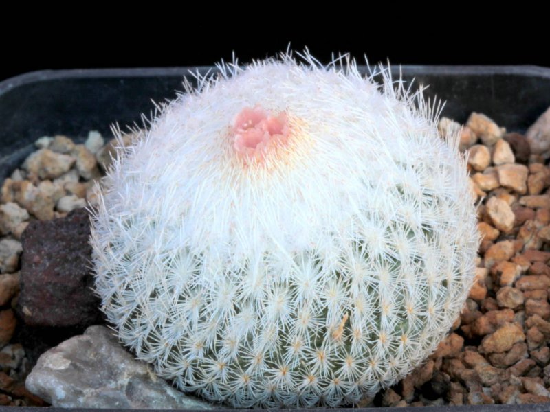 Epithelantha micromeris 