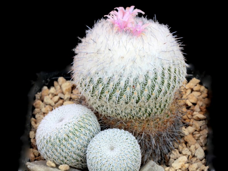 Epithelantha unguispina 