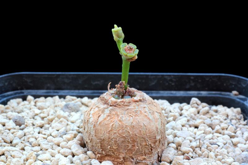 Euphorbia fanshawei 