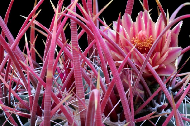 Ferocactus gracilis 