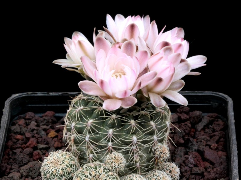 Gymnocalycium bruchii STO 88-230