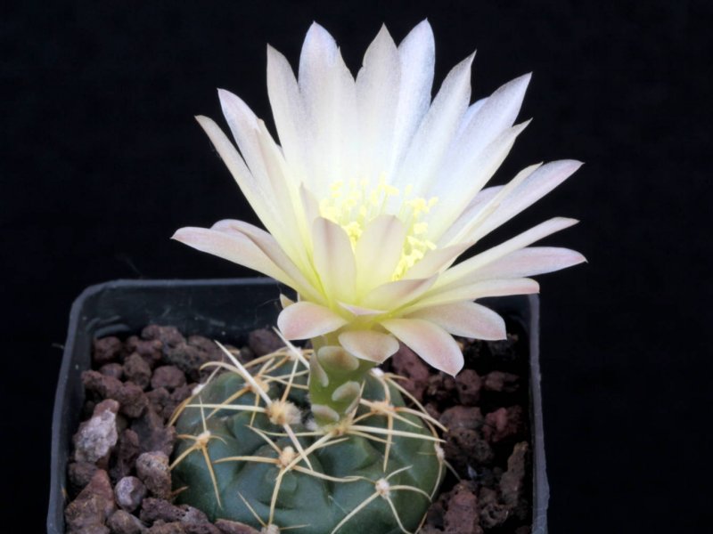 Gymnocalycium uruguayense MM 233