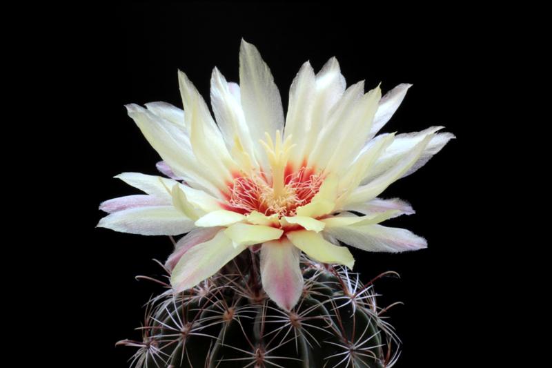 Hamatocactus bicolor 