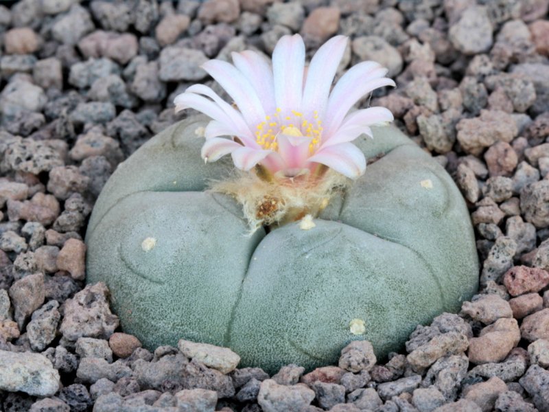 lophophora williamsii