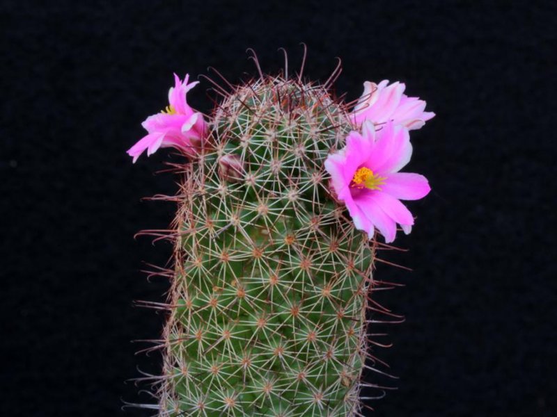 Mammillaria alamensis 