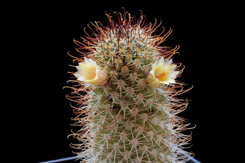 Mammillaria armillata Z 157