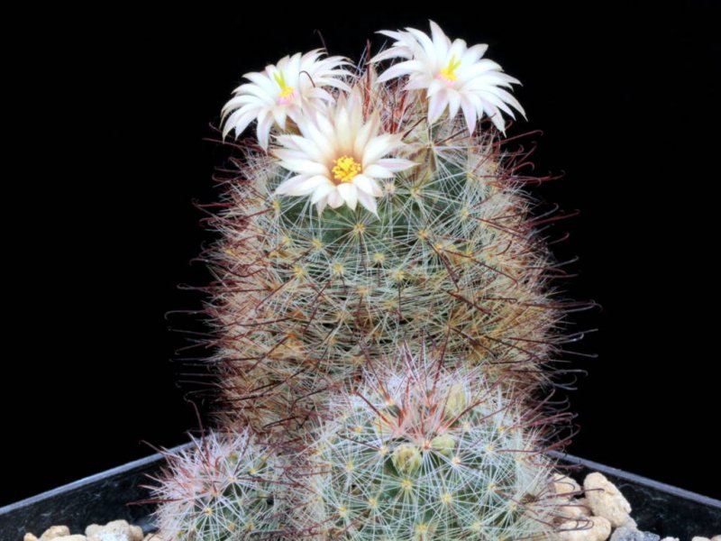 Mammillaria barbata 