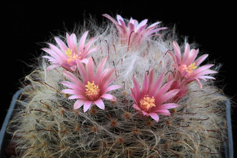 Mammillaria bocasana 