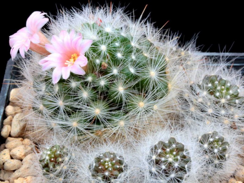 Mammillaria glassii 