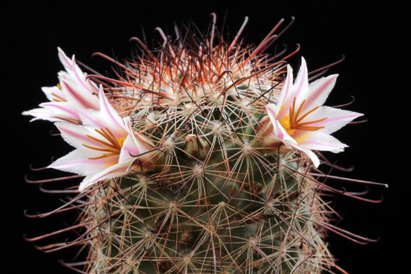 Mammillaria hutchisoniana ssp. louisae 