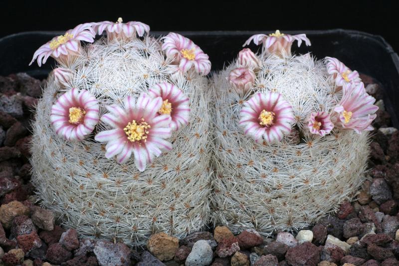 Mammillaria lasiacantha 