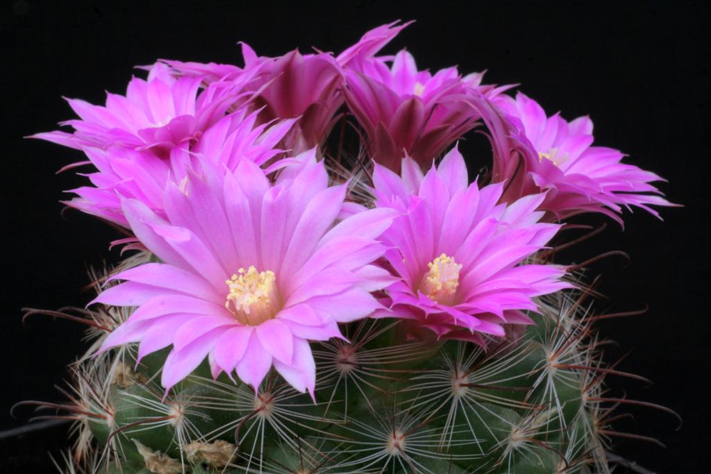 Mammillaria longiflora ssp. stampferi 