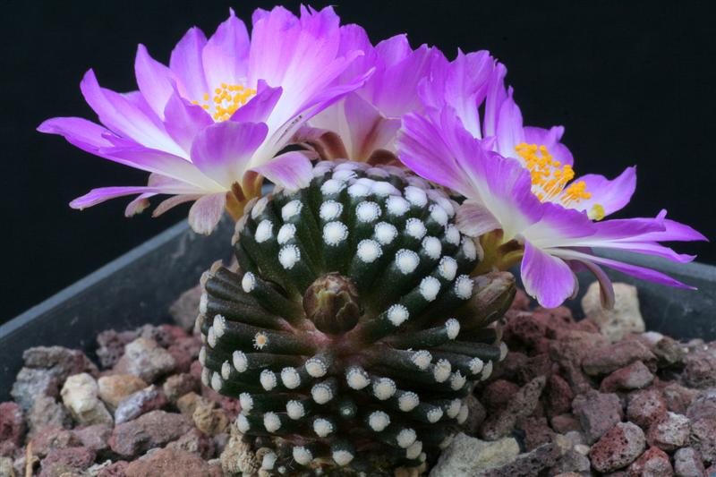 Mammillaria luethyi 