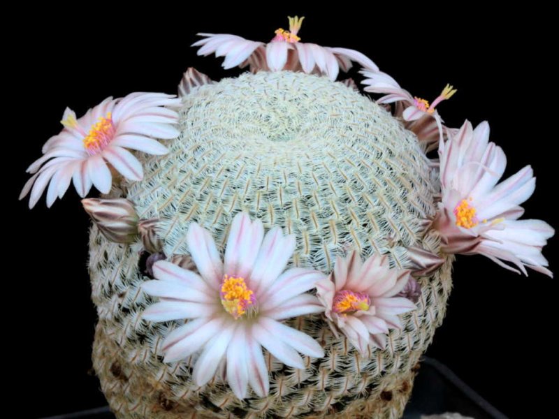 Mammillaria pectinifera 