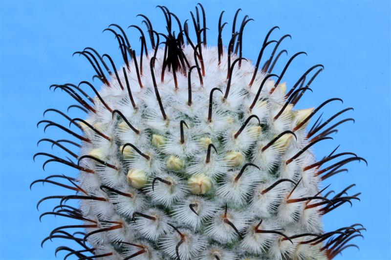Mammillaria perezdelarosae 