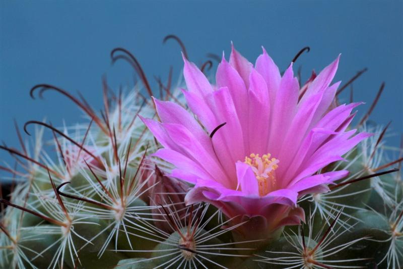 Mammillaria stampferi 