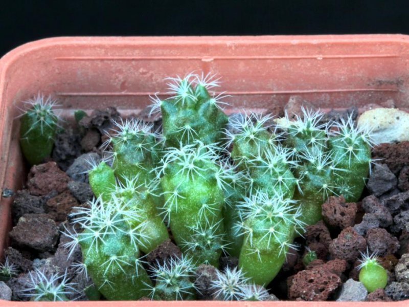 mammillaria wrigthii