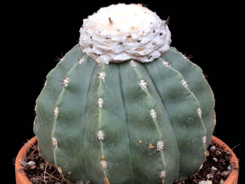 Melocactus maxonii f. inermis 