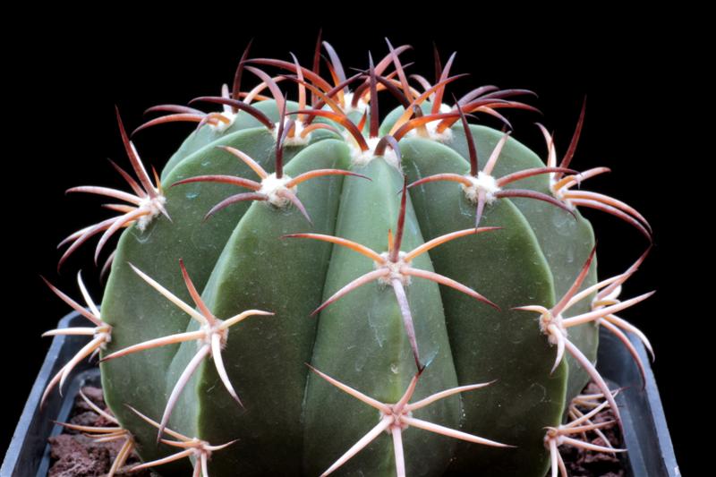 Melocactus zehntneri 