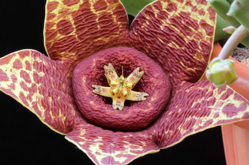 Orbea variegata 