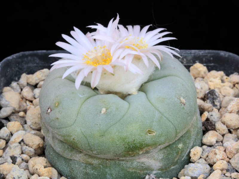 Lophophora diffusa 