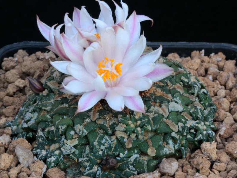 Ariocarpus kotschoubeyanus 