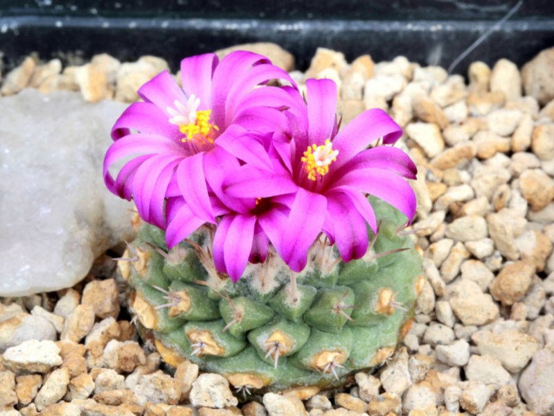 Strombocactus disciformis ssp. esperanzae 